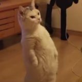 mvd_master