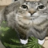 Турбо ишaк