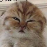 MustanGeR