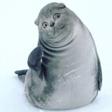 Енот V