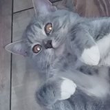Diablo_HNTSDL