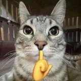кот в польто