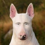 Алабай228