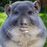 LevFan
