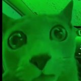 кошак222