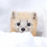 Лорэйн♡