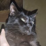 I love my cat