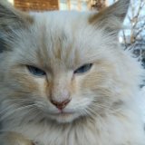 Евгений Белкин