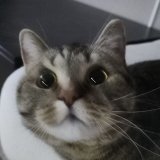 MinTeaBoy
