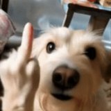 ЛЫСЫЙ МЕДВЕДЬКА