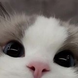 sak_momo