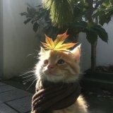 °Sakharok°