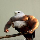 SaMoGoner