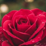 Flower.)