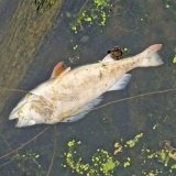 Crucian_Carp