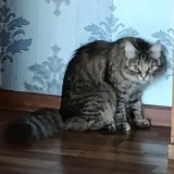 Siberian Kitten