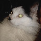 Ксвим Чао