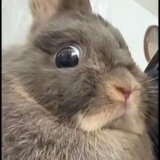 Bunny-Chainsaw