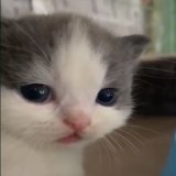 ˙ᵕ˙